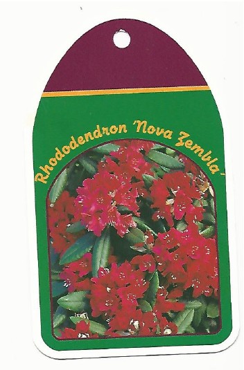 rhododendron nova zembla 0001.jpg